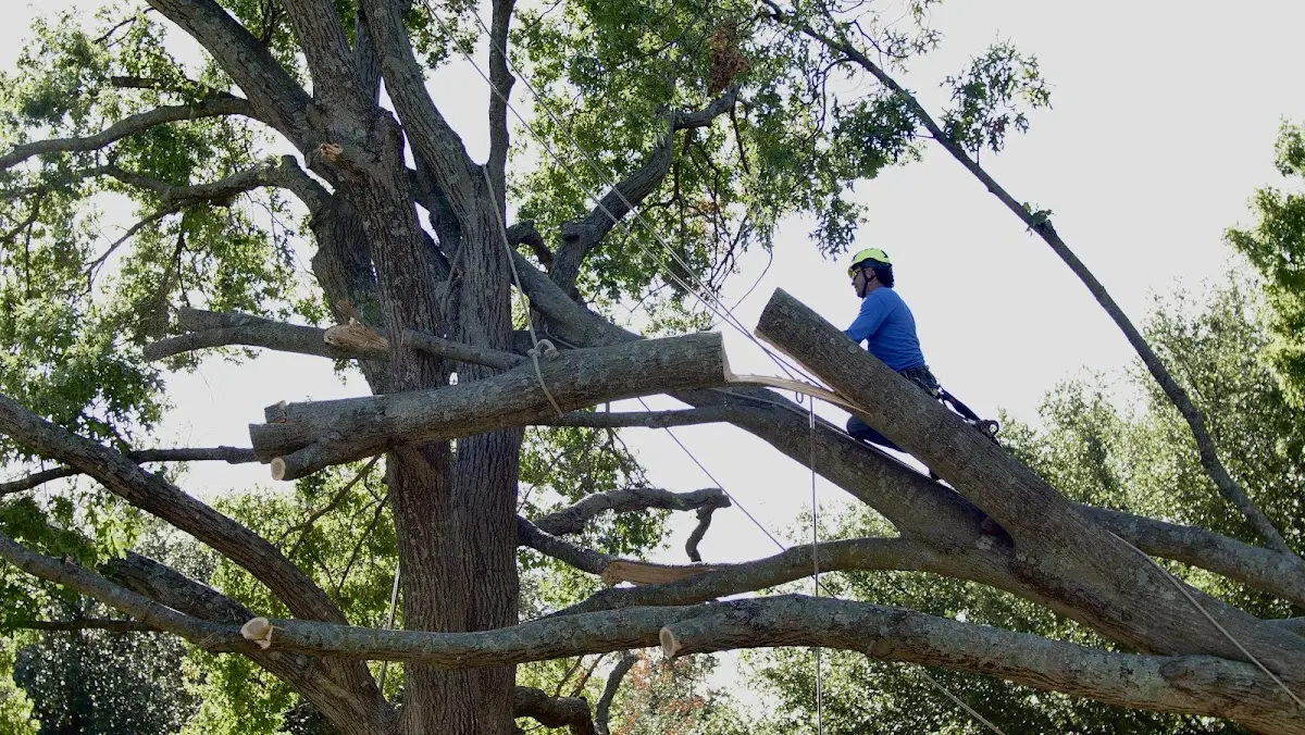 Professional Crown Thinning performed by certified arborists in Booneville