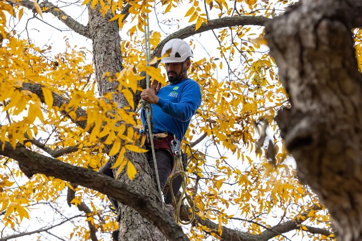 Skilled Tree Pruning crew working in Booneville